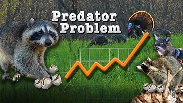 How trapping nest predators improved our turkey hunting (#532)