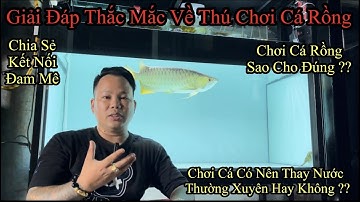 Chơi Cá Có Nên Thay Nước Thường Xuyên Hay Không | giải Đáp Thắc Mắc Về Thú Chơi Cá Rồng