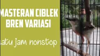 masteran ciblek bren nembak variasi....satu jam full cocok untuk masteran burung berkicau