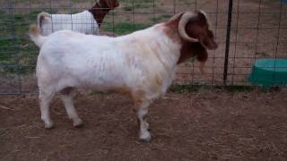 Golden Acres Boer Goats 2-18-2011