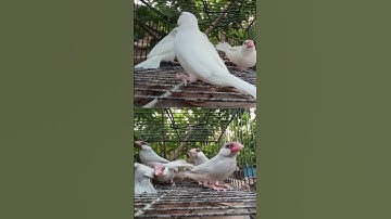 Fawn Java , Java Sparrow , Java Finch , Lovebird , White Java , Silver Java  #javasparrow #birds