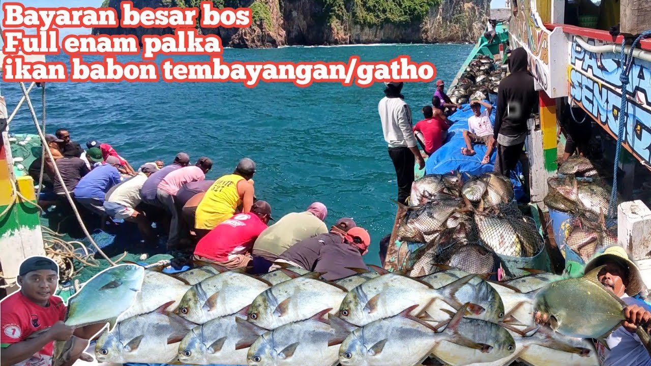 Moment km pasar senggol mendapatkan full 6 palka ikan tembayangan/gatho ll nelayan puger jember