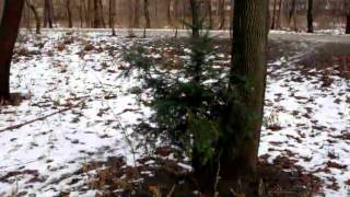 Christbaumlied.AVI