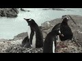 ANTARCTICA. PETERMANN ISLAND. GENTOO PENGUIN