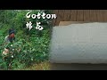 The life of cotton from the bud to the quilt that keeps the warmth in winter nights