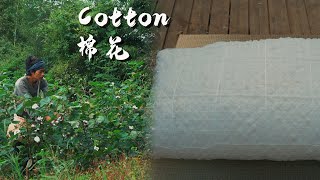 The Life of Cotton: From the Bud to the Quilt That Keeps the Warmth in Winter Nights