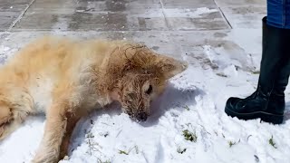 Fainting on the cold street, the paralyzed dog cried loudly after 5 days of coma
