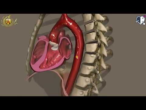 Apparato cardiocircolatorio 11: Aorta