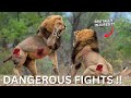 10 Scary Moments When Big Cats and Animals Get Injured  TOP7  animal fights #animals