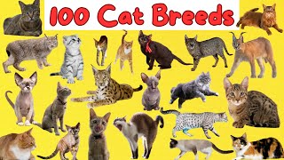 Top 100 Most Adorable Cat Breeds for Kids |100 Cat Breeds in the World | Ultimate Adorable Cat List!