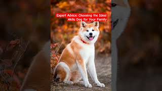 Expert Advice: Choosing the Ideal Akita Dog for Your Family #akitadog #shorts #shortsfeed #viral