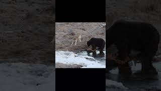 WOLF Playing with GRIZZLY BEAR | #wildlife #animals