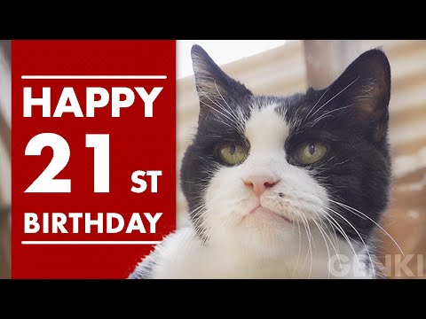 猫21歳の誕生日