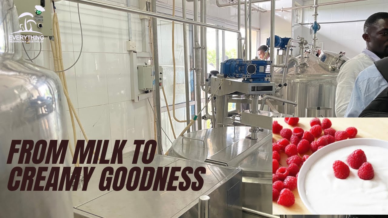 How Commercial Yogurt Production line is done at Livestock and Poultry Research Center (LIPREC