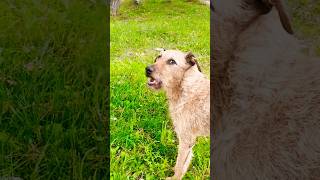 Happy Irish Terrier and the ducks on a windy day