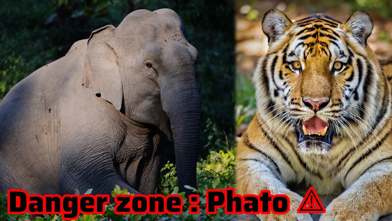 Невидимые представители дикой природы зоны Пхато 😱 #дикаяприрода #животные #новое