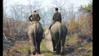 Elephants and Rhinos In Chitwan National Park - NEPAL