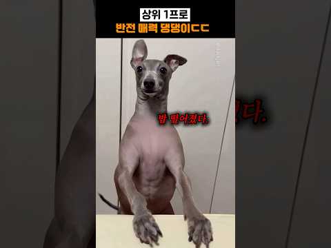상위 1프로 반전매력 댕댕이 ㄷㄷ thumbnail