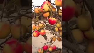 Bangladesh Apple Tree