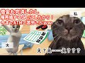 【スカッと猫ミーム】夫の借金を肩代わりして20年かけて完済した途端追い出された話 #猫マニ #猫ミーム