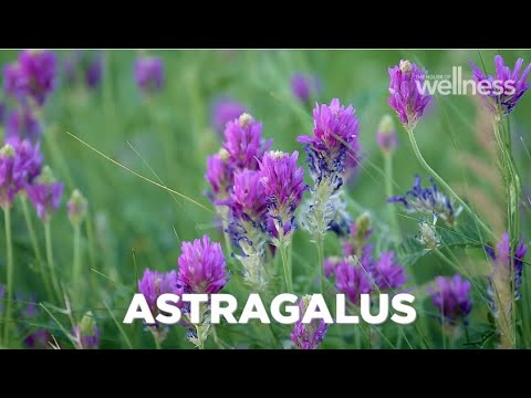 Wideo: Astragalus wełnisty: właściwości lecznicze i uprawa w ogrodzie