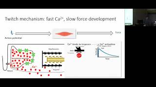 The missing piece in models of muscle force development by Phd. Candidate Tim van der Zee