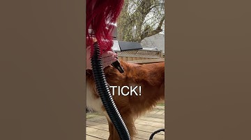 This Simple Tool Finds Ticks FAST! 🤯