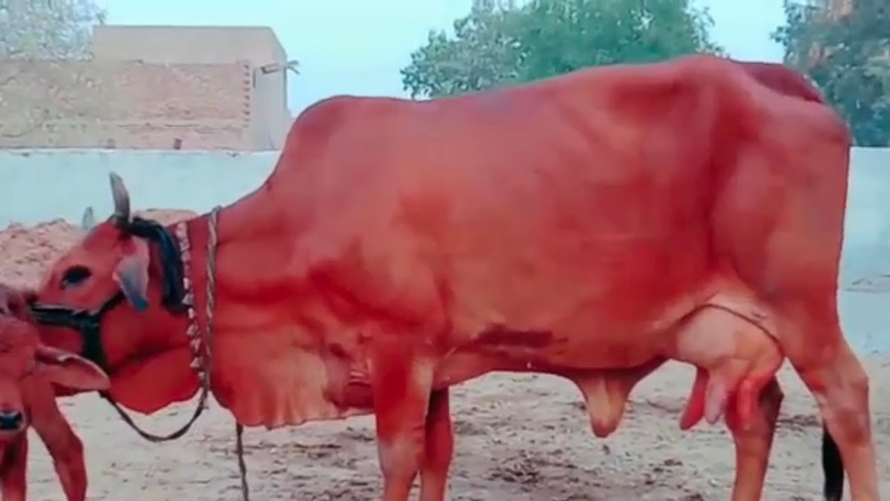 Low price sahiwal cow for sale in pakistan YouTube