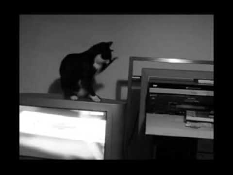 Cat opens the static electricity - YouTube