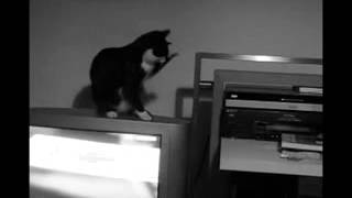 Cat Opens The Static Electricity