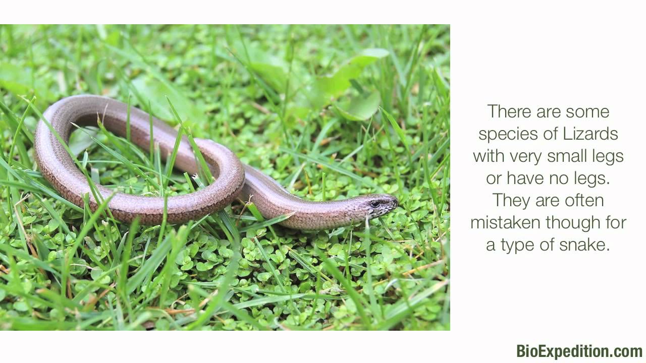 Information about Lizards YouTube