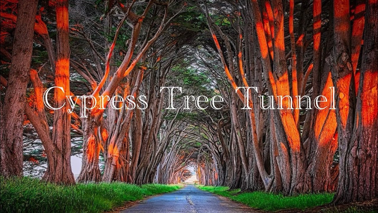 CYPRESS TREE TUNNEL, Inverness, California