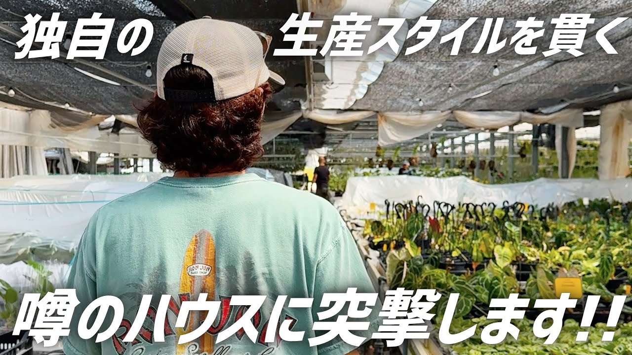 【爆速発根術】レアな観葉植物ばかりを輸入する生産者ハウスに潜入したDay!!【アマゾン】