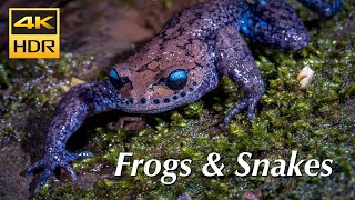 Rare frogs &amp; snakes in 4K HDR