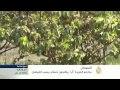 خسائر مزارعي جزيرة "أبا" بالسودان
