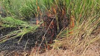 Close up of a summer prescribed fire in prairie