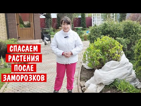 Простой способ спасения растений после заморозков. Помогает в 99%!