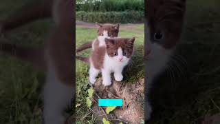Chaos Cat cries like a human - Short Video 🚀 Going Viral!