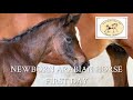 Newborn foal´s  first day | Arabian colt | ลูกม้า ม้าอาราเบียน