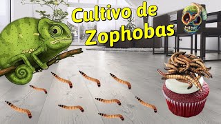 Cría zophobas para tus reptiles. MORDIDA DE SERPIENTE DE DANIEL