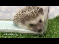 つゆさんをツンツンしてみた。