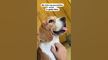 Thumbnail of My mom is my best friend#mom #amma #dog #beagle #youtubeshorts #youtube #trending #ghibli #filter