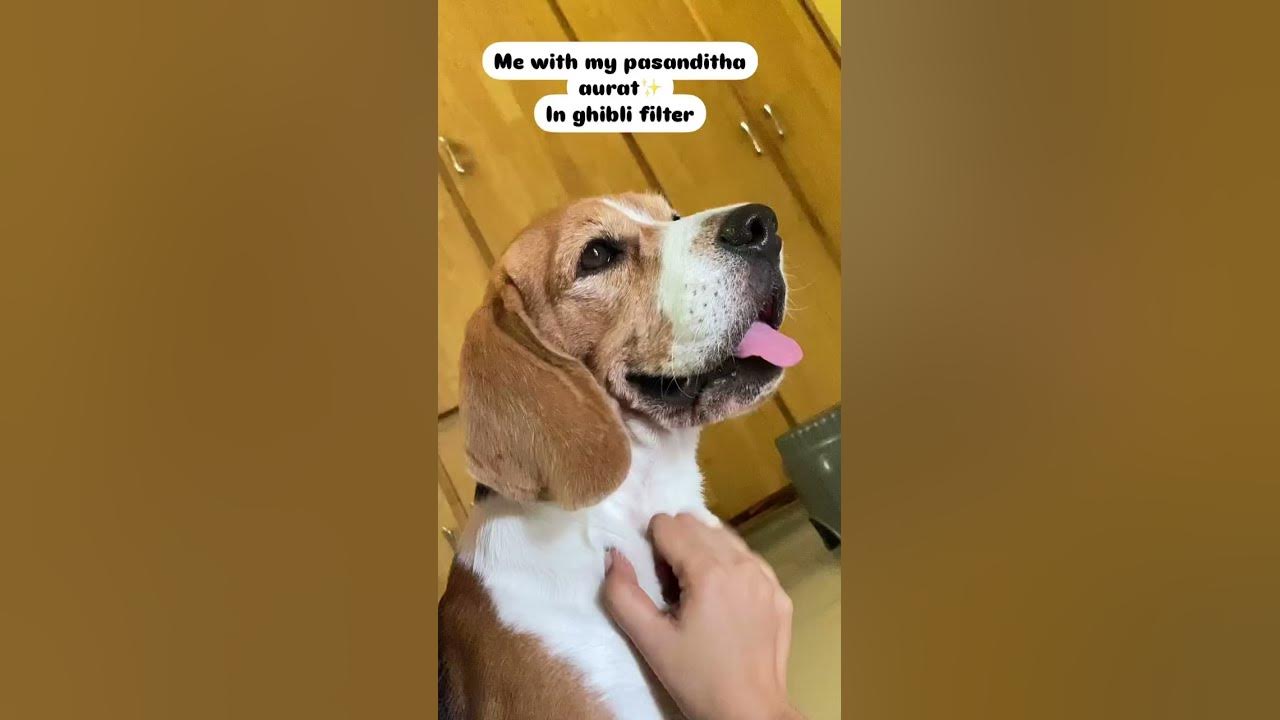 My mom is my best friend#mom #amma #dog #beagle #youtubeshorts #youtube #trending #ghibli #filter