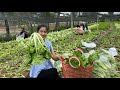 Taiwan Bok Choy Farm In My Village / 2 Recipes With Taiwan Bok Choy / By Countryside Life TV