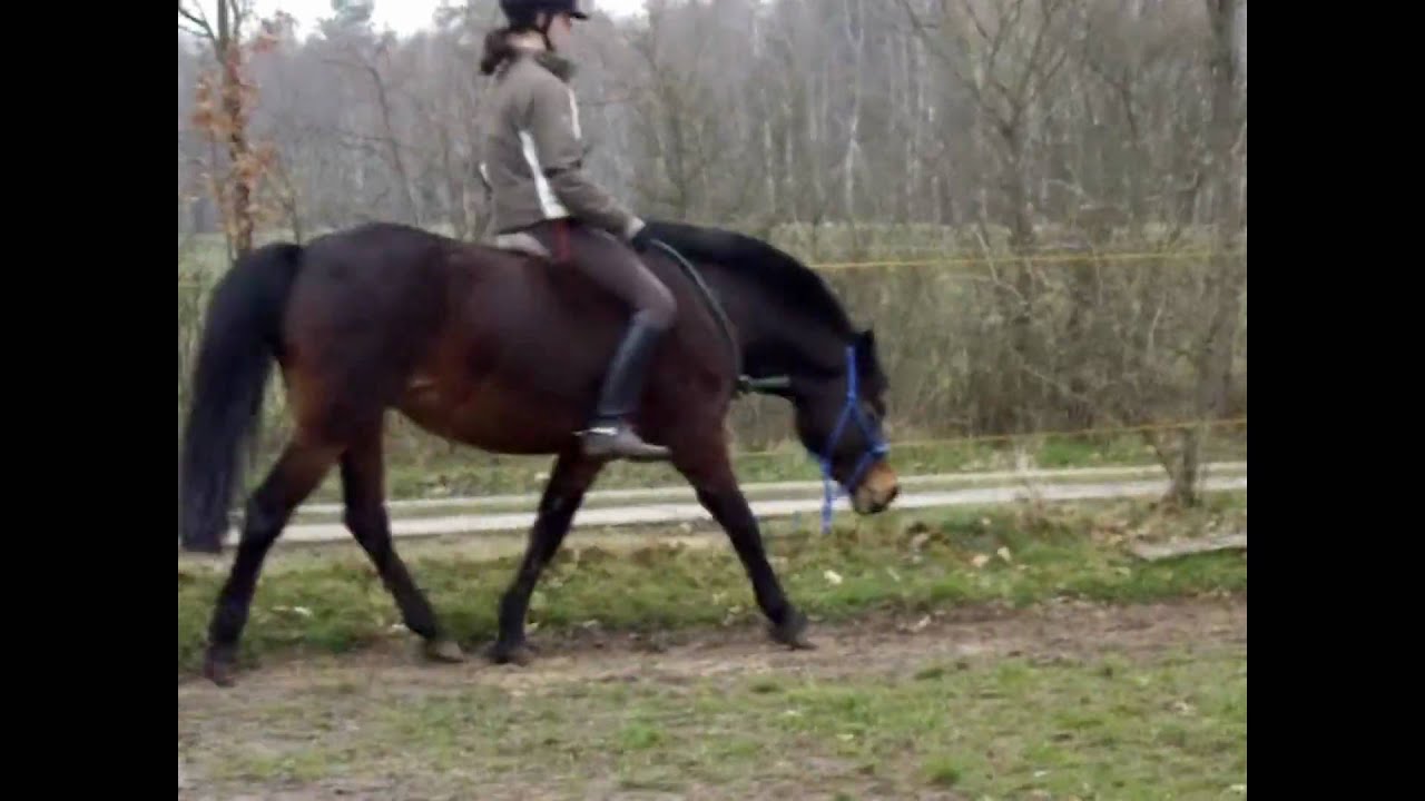 reiten ohne Sattel und Trense YouTube reiten ohne Sattel und Trense YouTube