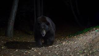 Black Bear close to hibernation...a true belly dragger!
