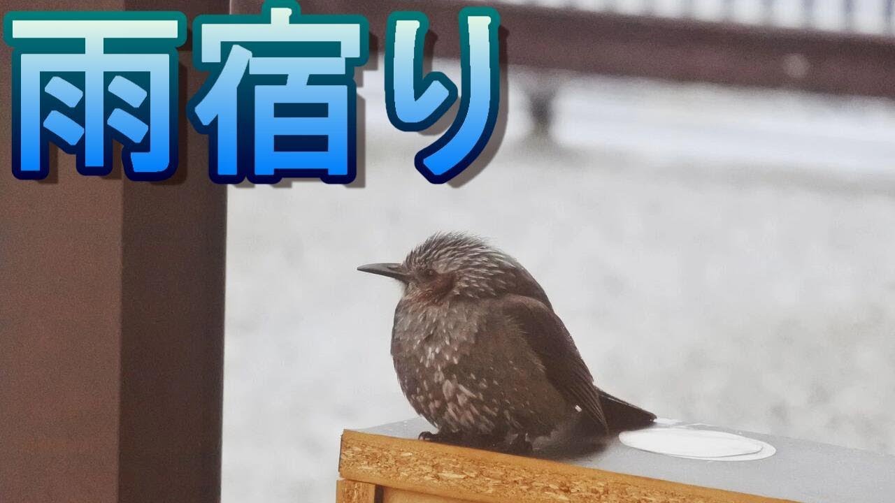 雨宿りに来たヒヨドリの幼鳥が可愛い Cute Baby Bird Taking Shelter From The Rain ヒヨドリ かわいい 野鳥 Youtube