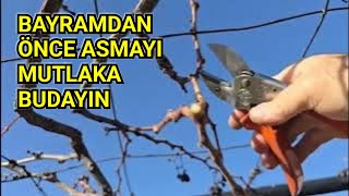 Asmaları Budamayı Unutmayın, Zaman Doldu Dolacak