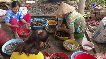 Tăng thu nhập từ con ốc bưu vàng