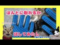 【試して動画】これどうなの??猫の抜け毛取りグローブ